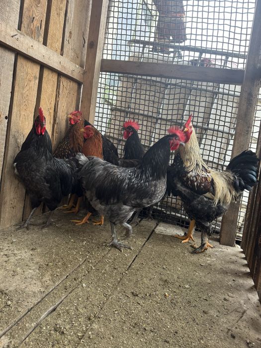 Vand cocosi frumosi!