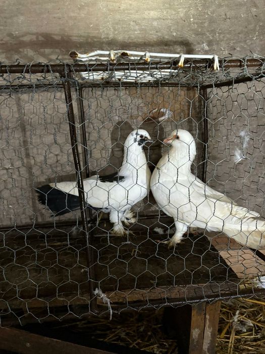 Vând porumbei diferite rase