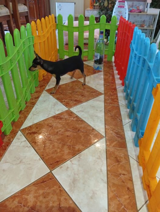 Pinscher varsta 2 luni