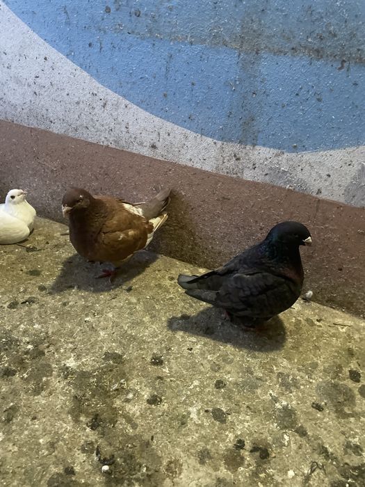 Porumbei americani si standard