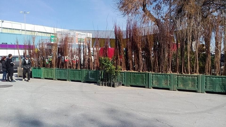 овощен разсадник