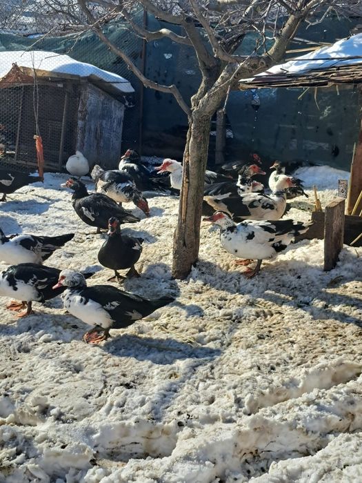 Vând  rate/ratoi mute +iepuri