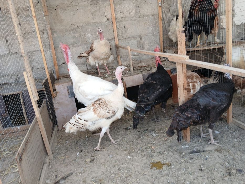 Kurkalar sotiladi modalar 400 ming narlar 500 ming sog'lom