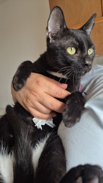 Max motanul cauta familie