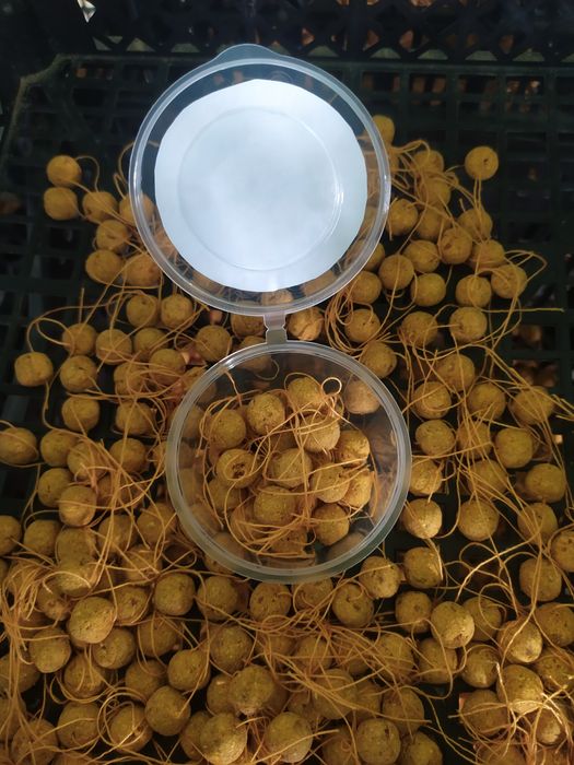 Boyla Baliq ovi uchun