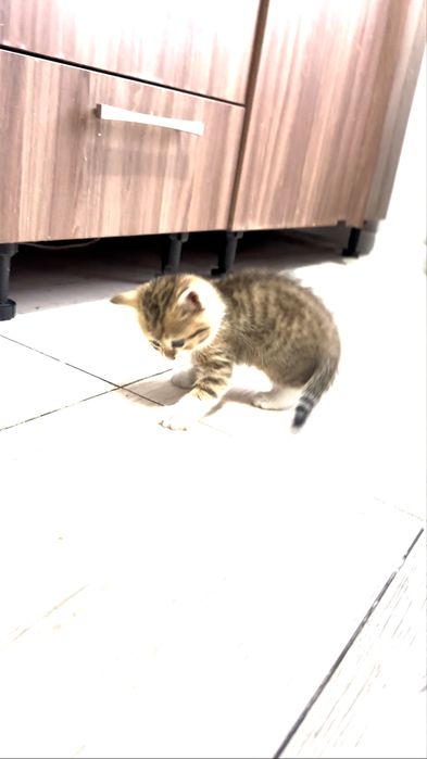 Красивый котенок