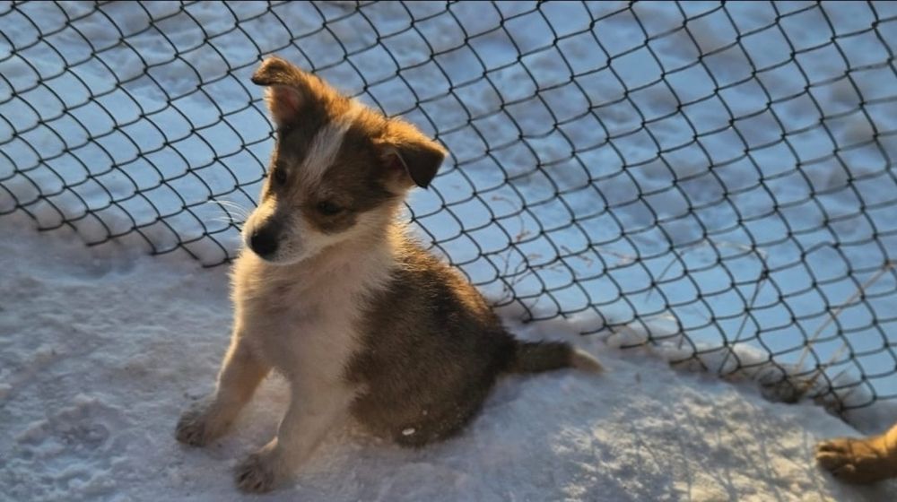 Отдам щенка 3 ,5 месяца