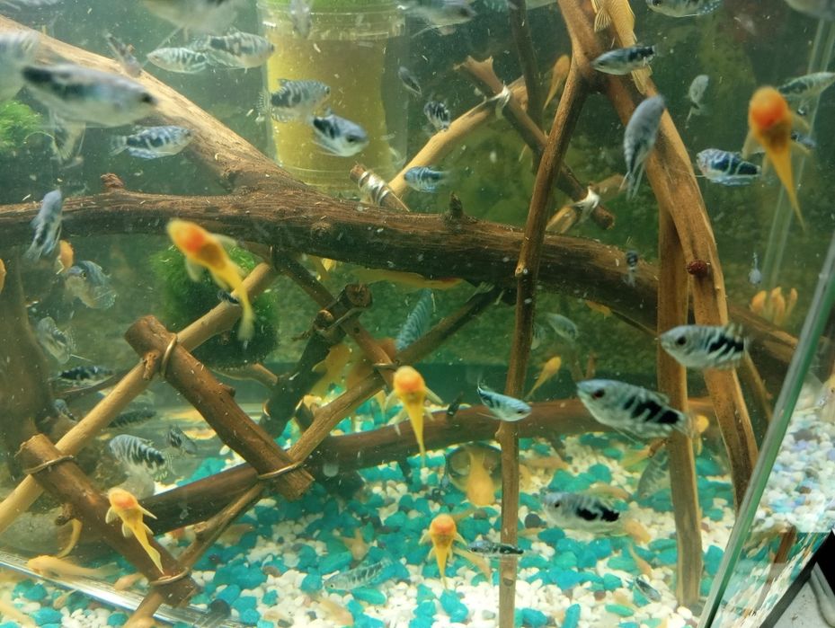 Продам аквариумных рыбок