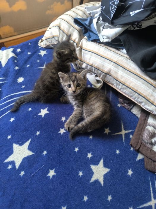 Котята. Бесплатно.