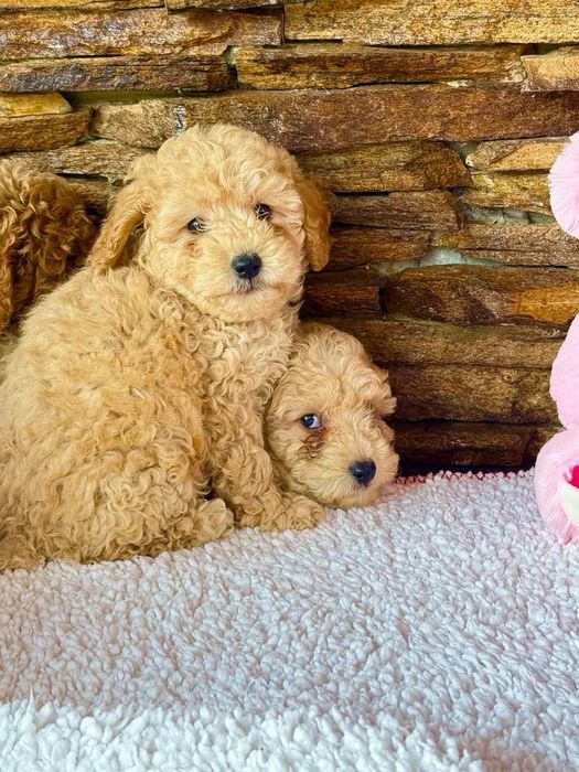 Мини пудел - пудел