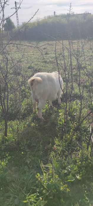 Capre cu iezi tinere