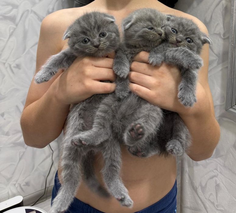 Забавные малыши фолдики