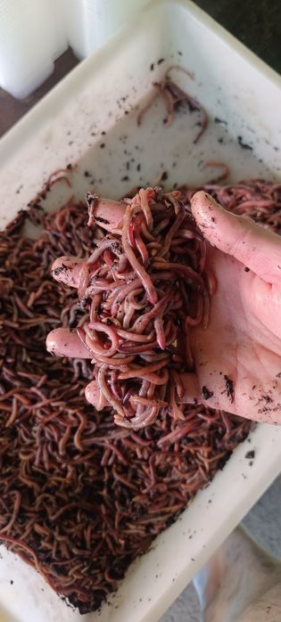 Черви Дендрабена