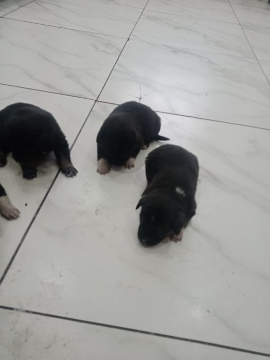 Отдам щенят в добрые руки