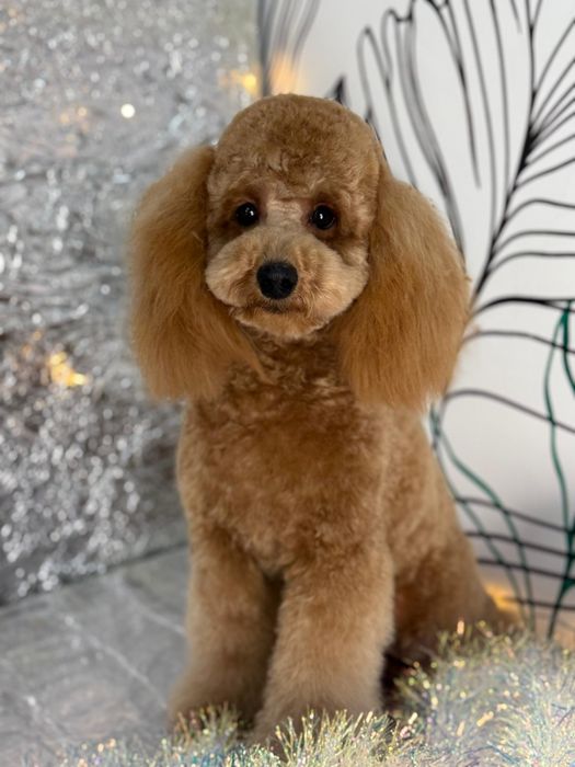 Собачка, той-пудель