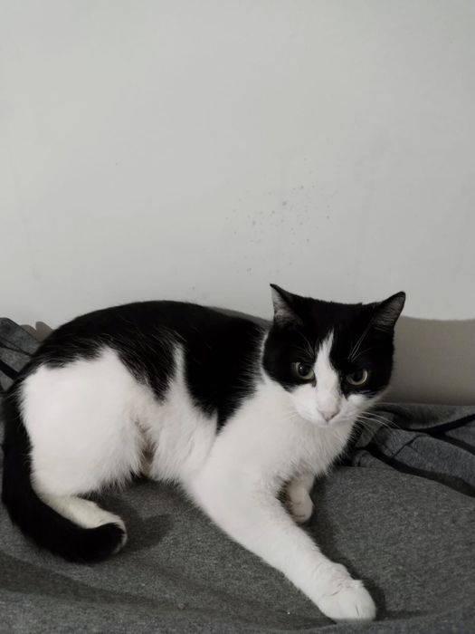 Отдам милых котеек