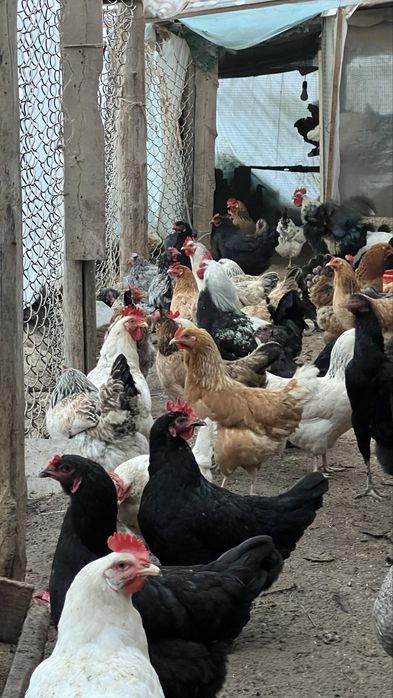 Тухум Инкубаторга уругланган дамашни