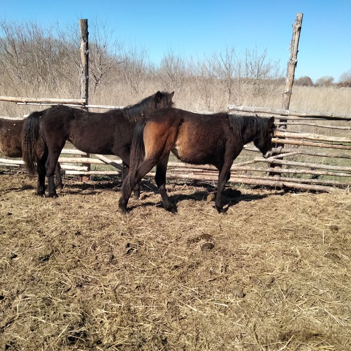 Продаются кобылки