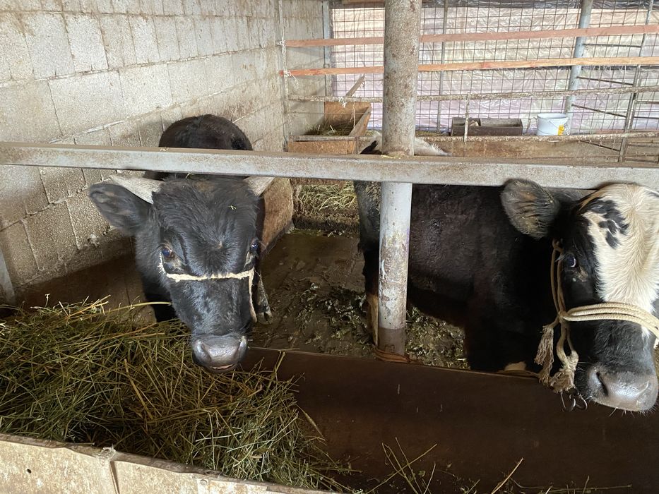 Буқа сатылады 2 бас