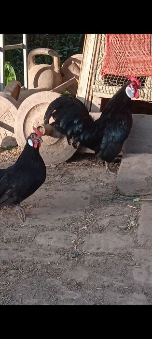 Оққулоқ бентамкалар сотилади. Товуғи тухумда.