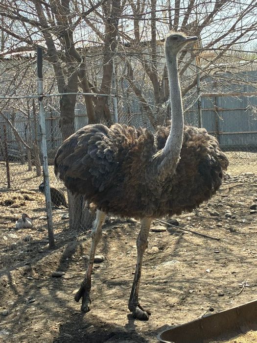 Афринаский страус