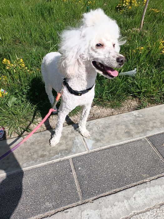 Средний пудель вязка