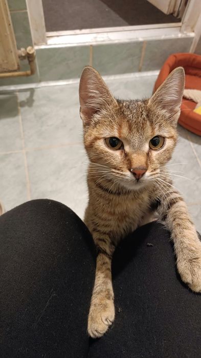 Pisică pentru adopție  Brașov