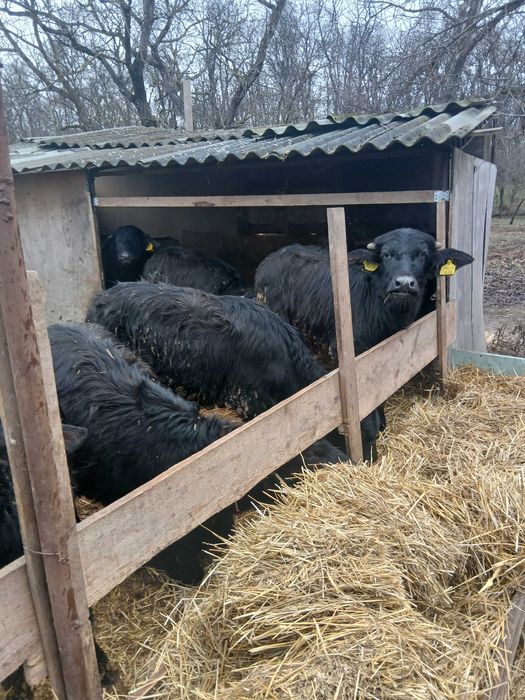 Bivoli cu acte de vinzare