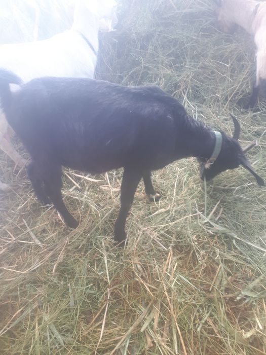 Молоденькая коза с двумя козлятами