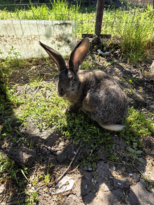 Iepurași de vanzare (marele German)