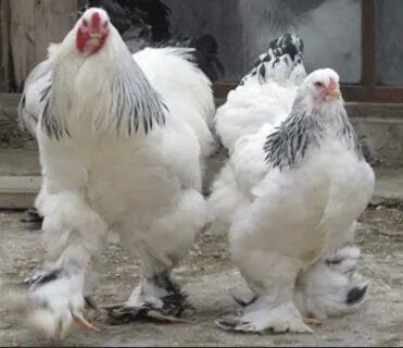 Brama tuxumlar sotiladi inkubator uchun