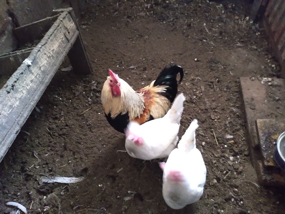 Продаются 2 несушки и петух ,