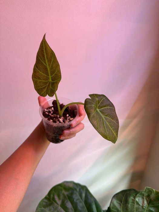 Алоказия Регал Шилдс