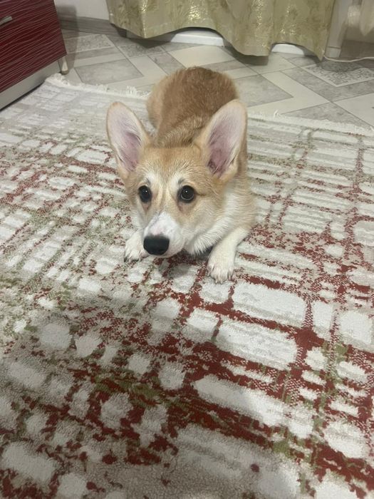 Вельш корги продам