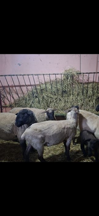 Vând oi suffolk și texel cu miei dupa ele