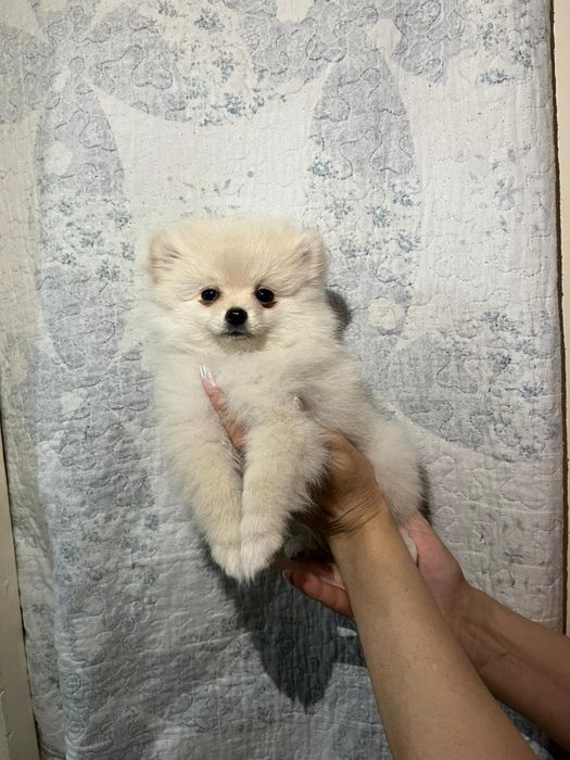 Щенки немецкого щпица