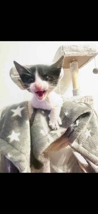 Adoptie motanel  !