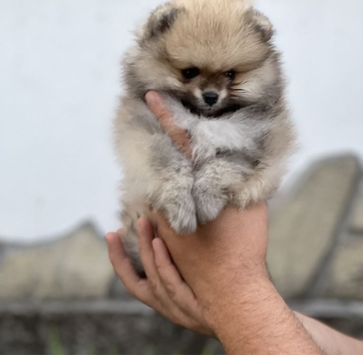 Померан мимини