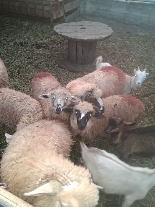 Vând miei și iezi și 2 capre mature