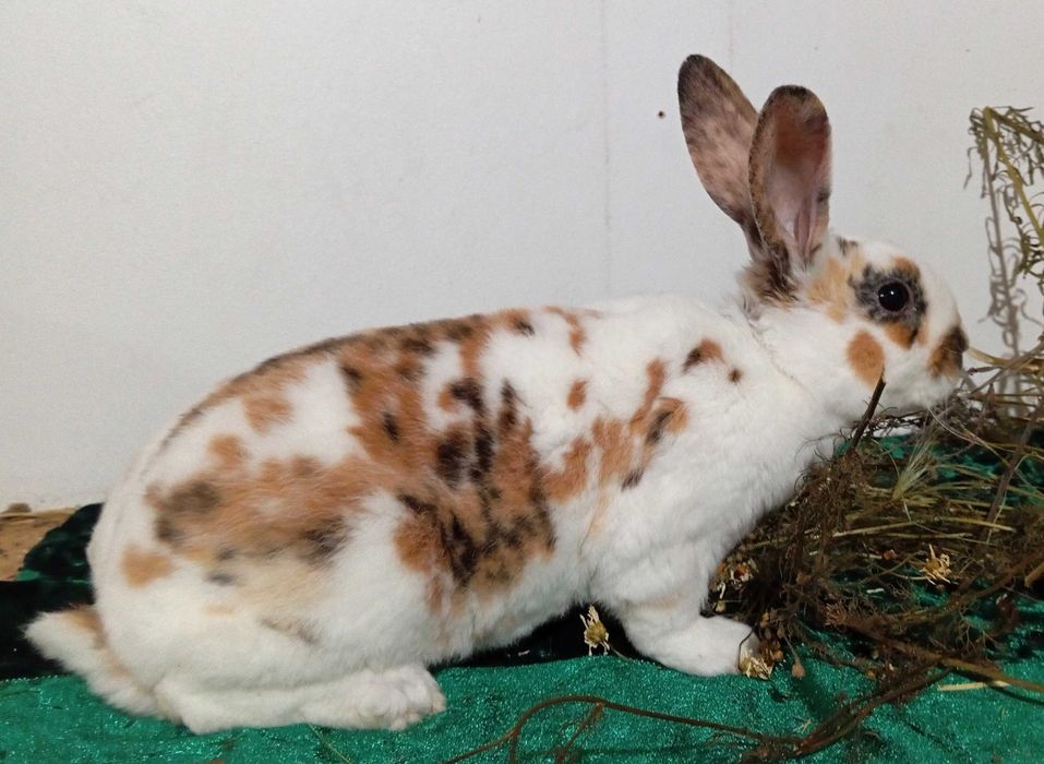 Кролики Рекс разных окрасов