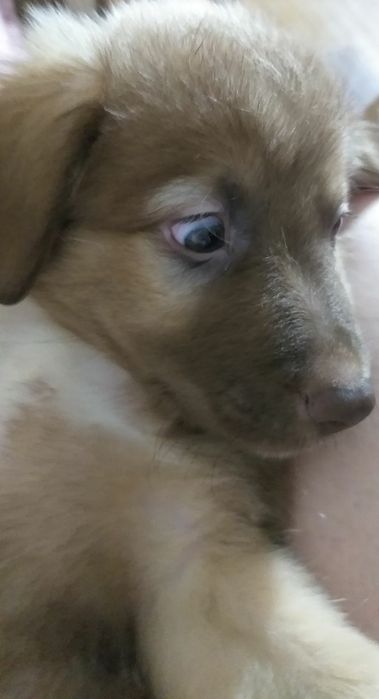 Отдам в добрые руки