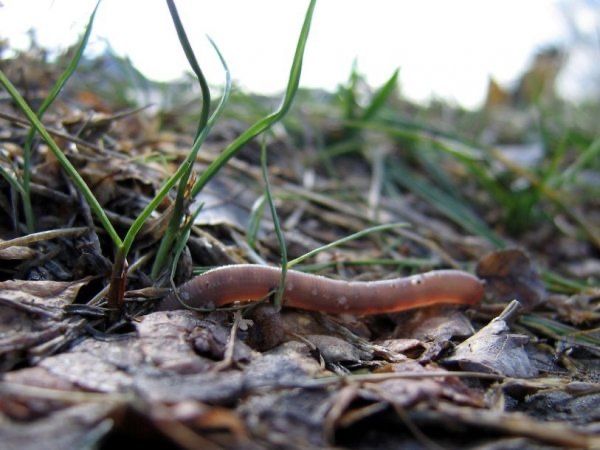 Продаю дождевого червя