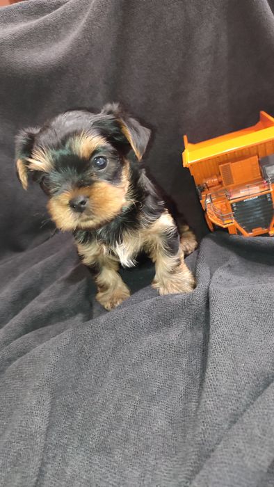 Йоркширский терьер