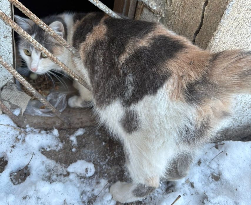 Очень ласковая кошечка ищет хозяина.