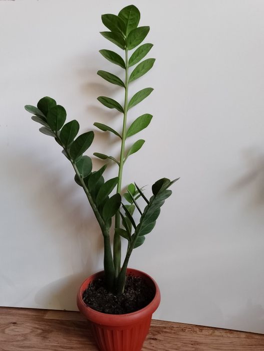 Замиокулькас долларовое дерево комнатные цветы