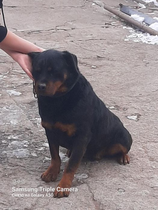 Ротаейлер в добрые руки