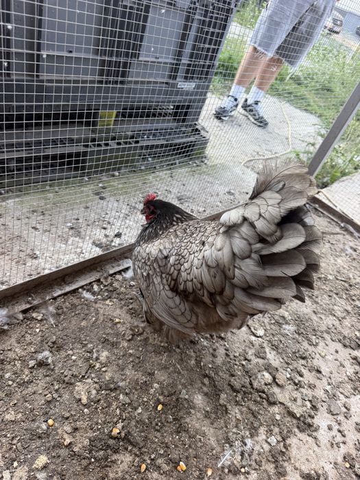 Vand gaini australorp