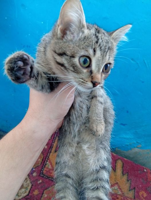 Отдам котят в добрые руки