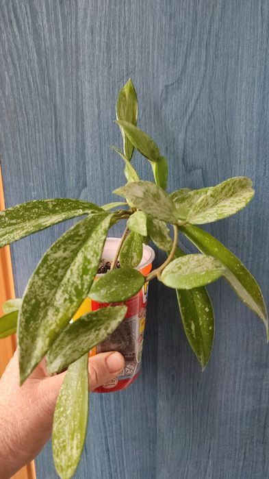 Хойя- цветущее ароматное растение