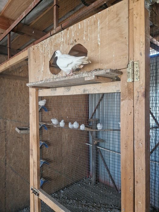 turturele răzătoare